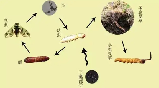 那曲蟲草價格